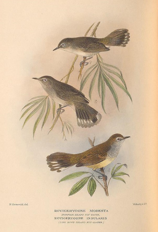 Gerygone insularis (Lord Howe (Island) gerygone, Lord Howe Island